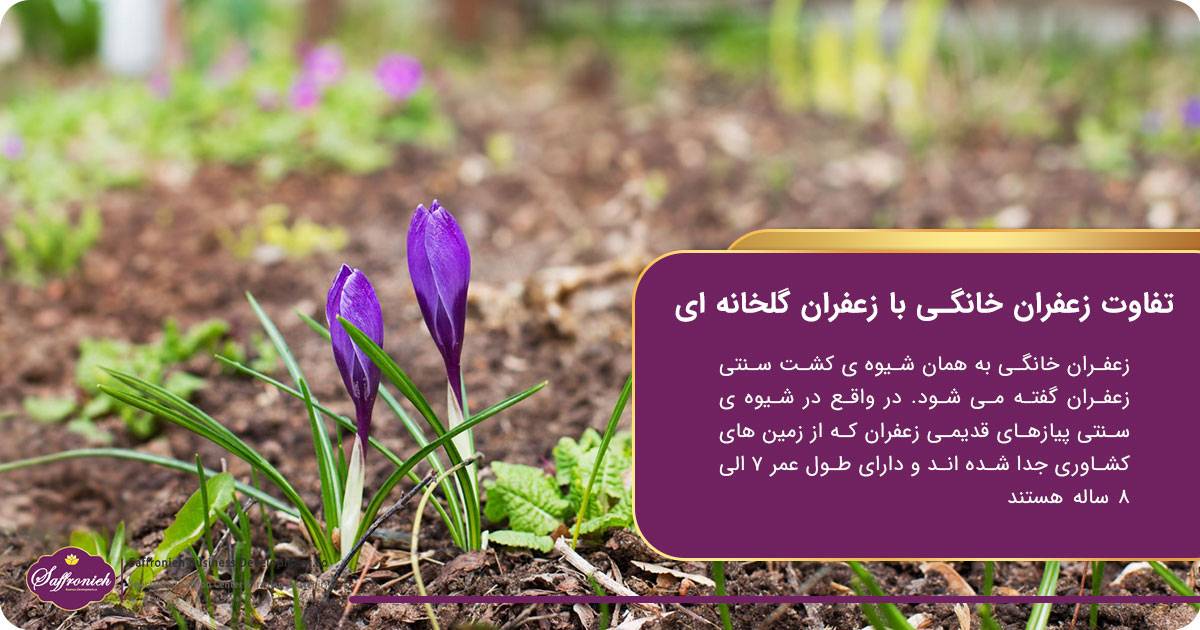 تفاوت زعفران خانگی با زعفران گلخانه ای