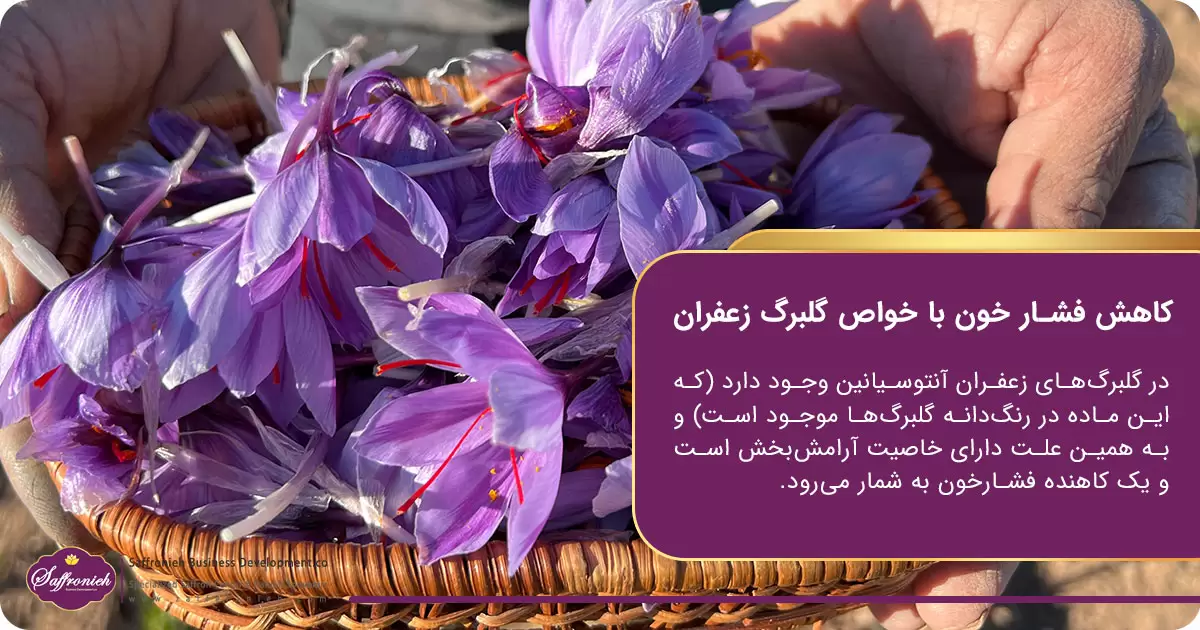 کاهش فشار خون با خواص گلبرگ زعفران