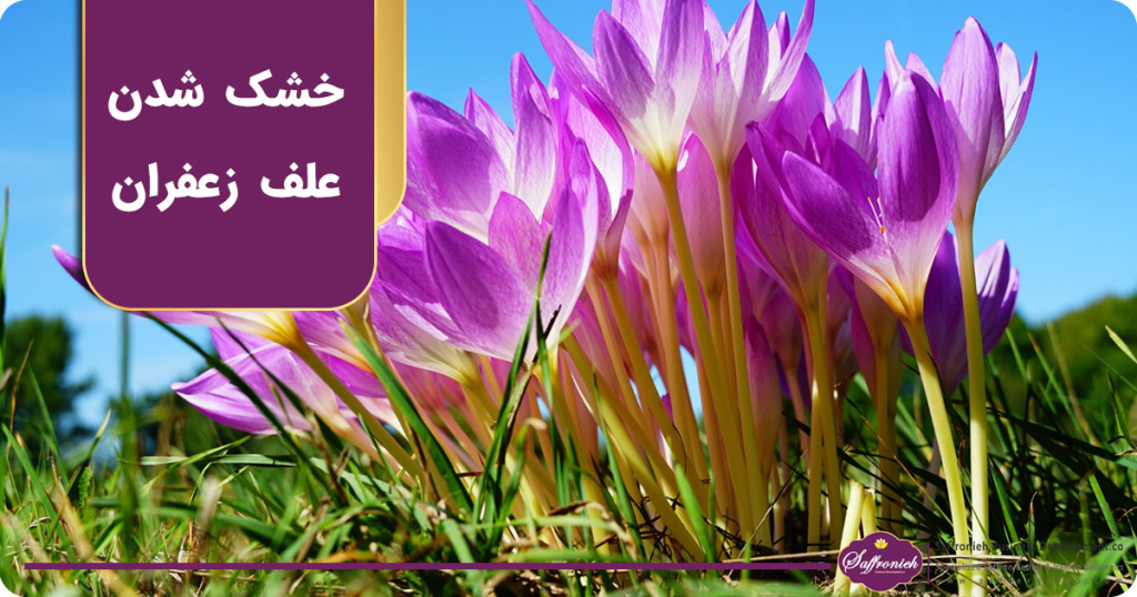 خشک شدن علف زعفران