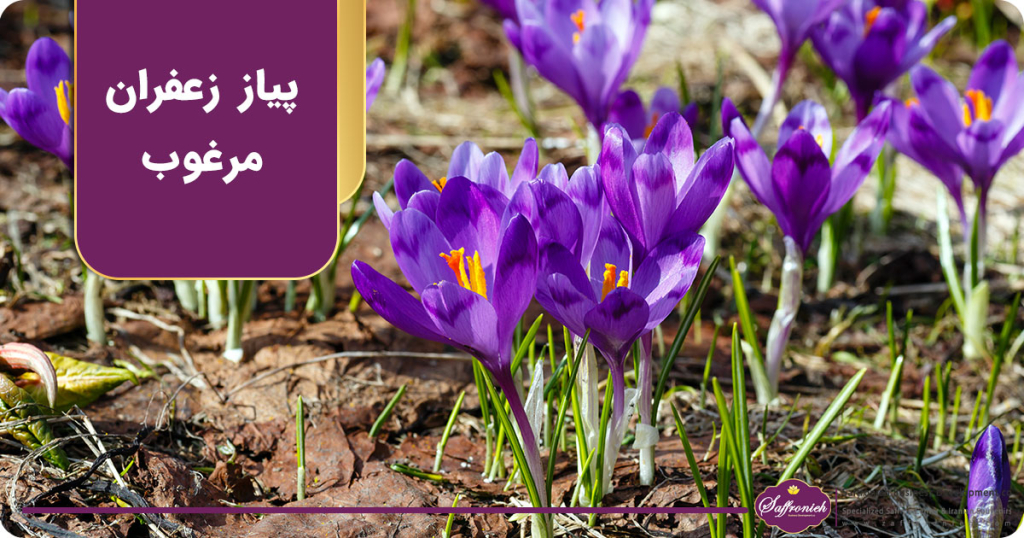پیاز زعفران مرغوب