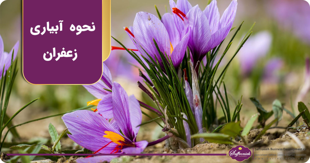 نحوه آبیاری زعفران