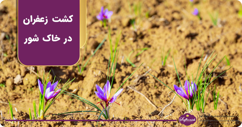 کشت زعفران در خاک شور