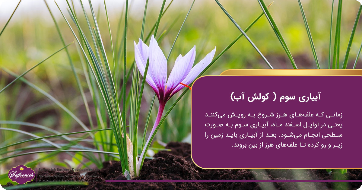آبیاری زعفران در گلدان؛ آبیاری سوم ( کولش آب)