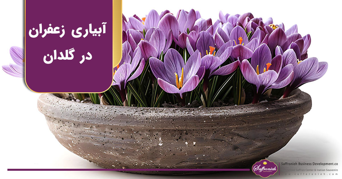 آبیاری زعفران در گلدان