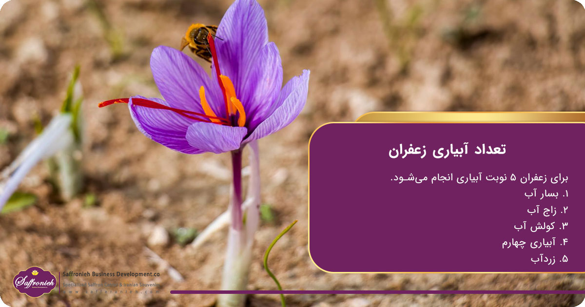 تعداد آبیاری زعفران