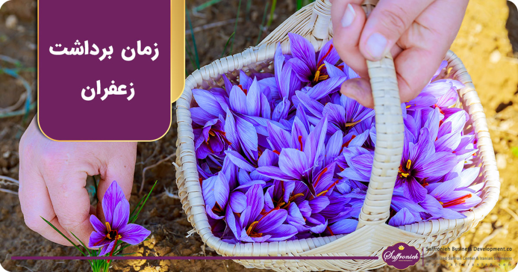 زمان برداشت زعفران