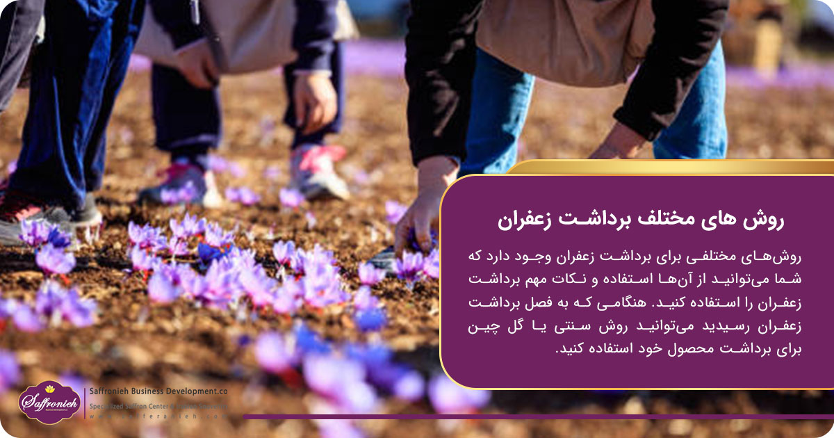 فصل برداشت زعفران + بهترین زمان برداشت 2 https://zafferanieh.com روش های مختلف برداشت زعفران
