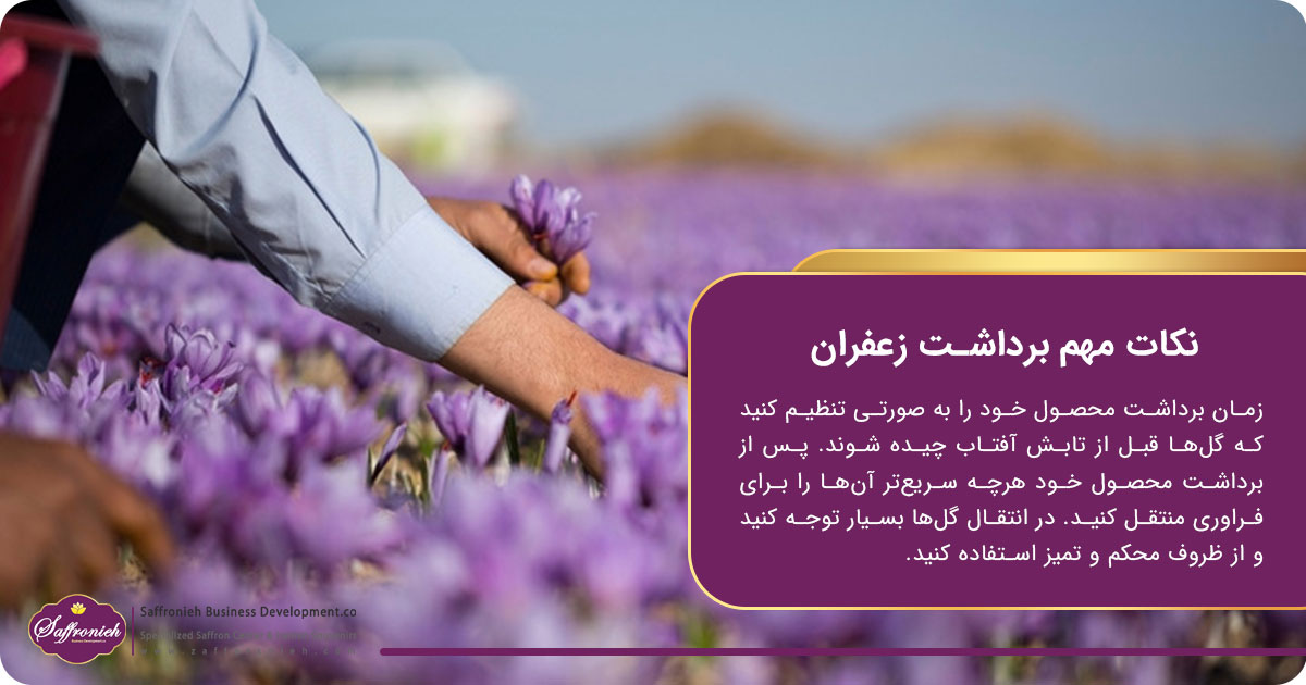 فصل برداشت زعفران + بهترین زمان برداشت 7 https://zafferanieh.com نکات مهم برداشت زعفران