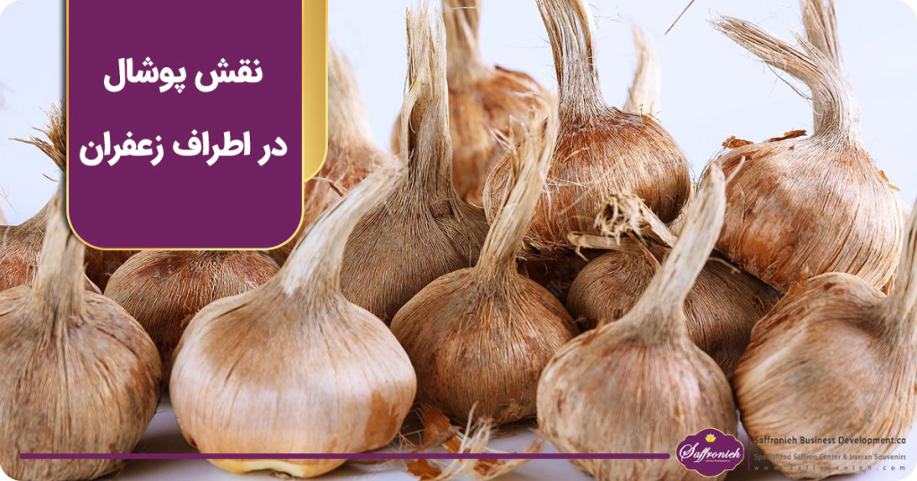 نقش پوشال در اطراف زعفران