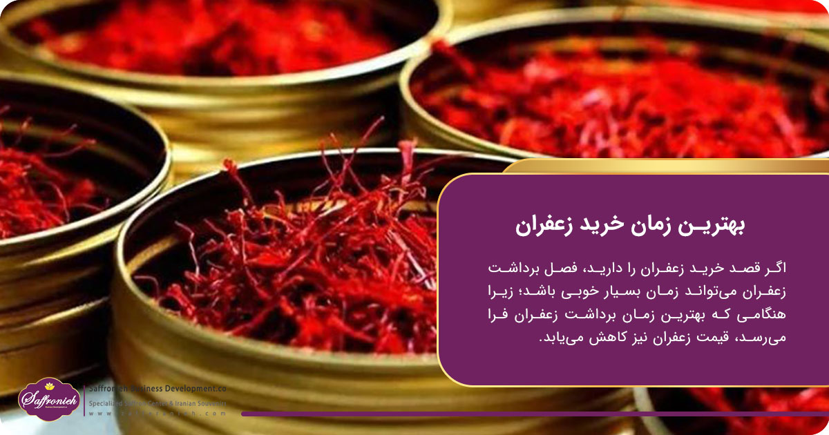 فصل برداشت زعفران + بهترین زمان برداشت 8 https://zafferanieh.com بهترین زمان خرید زعفران