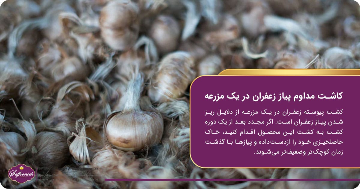 کاشت مداوم پیاز زعفران در یک مزرعه