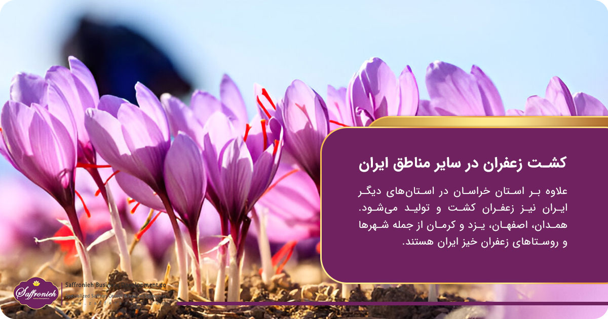 هرآنچه درباره شهرها و روستاهای زعفران خیز ایران باید بدانید! 6 https://zafferanieh.com کشت زعفران در سایر مناطق ایران