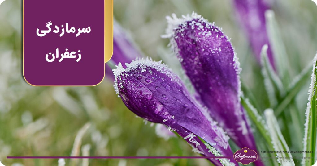 سرمازدگی زعفران