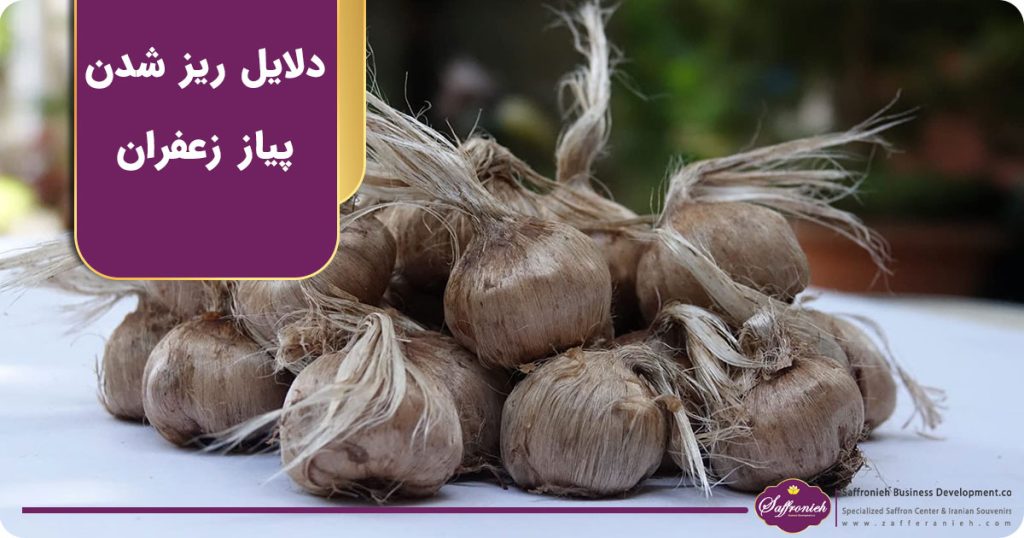 دلایل ریز شدن پیاز زعفران