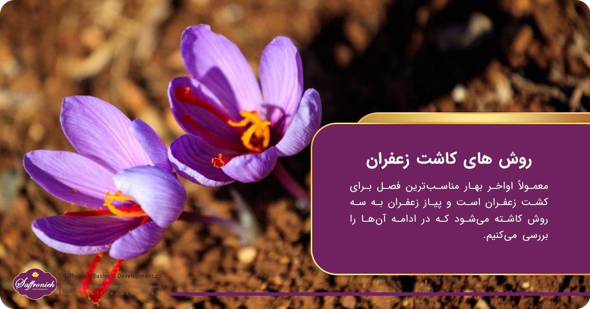 هرآنچه درباره شهرها و روستاهای زعفران خیز ایران باید بدانید! 3 https://zafferanieh.com روش های کاشت زعفران