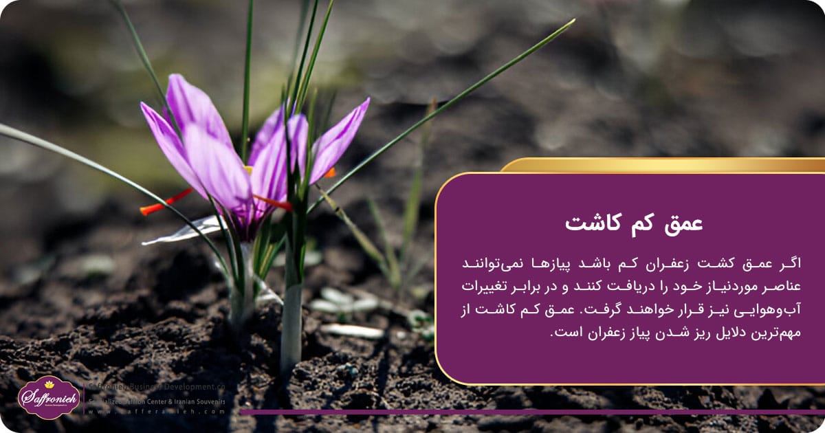 عمق کم کاشت، دلایل ریز شدن پیاز زعفران