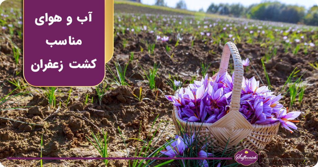 آب و هوای مناسب کشت زعفران