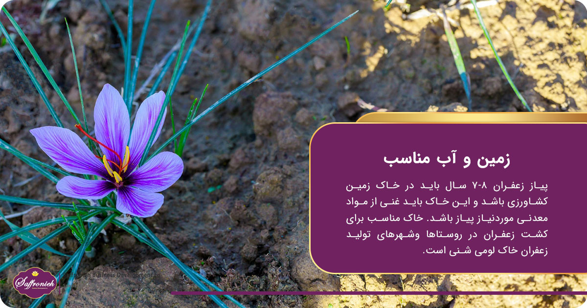 هرآنچه درباره شهرها و روستاهای زعفران خیز ایران باید بدانید! 2 https://zafferanieh.com زمین و آب مناسب