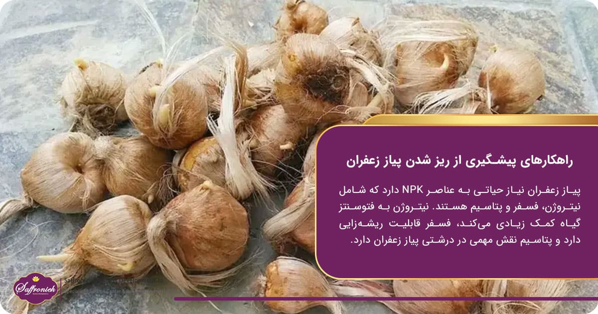 راهکارهای پیشگیری از ریز شدن پیاز زعفران