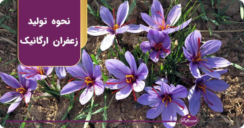 نحوه تولید زعفران ارگانیک