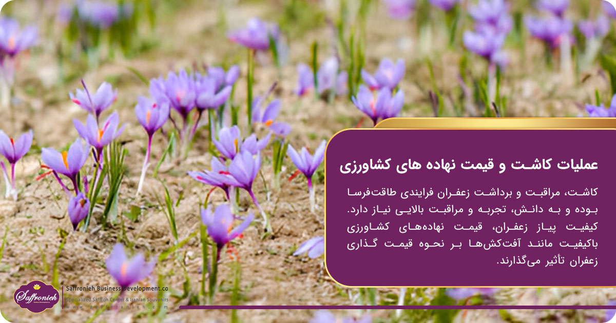 چه عواملی بر قیمت های روز زعفران تاثیرگذار هستند؟ 4 https://zafferanieh.com عملیات کاشت و قیمت نهاده های کشاورزی