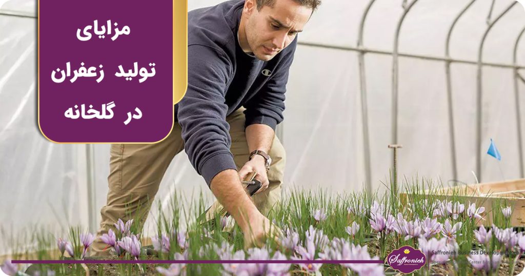 مزایای تولید زعفران در گلخانه
