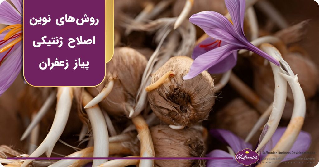 روش های نوین اصلاح ژنتیکی پیاز زعفران