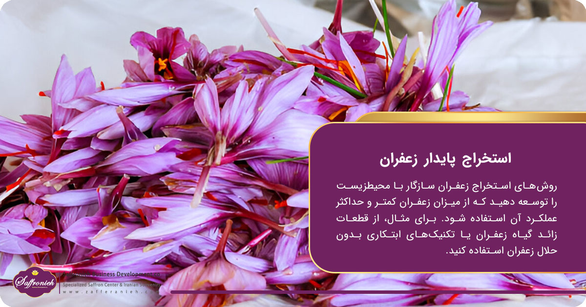 استخراج پایدار زعفران