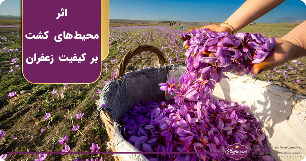 اثر محیط های کشت بر کیفیت زعفران