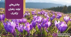 چالش‌های تولید زعفران ارگانیک و تفاوت آن با زعفران معمولی