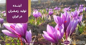 تاثیر تغییرات اقلیمی بر آینده تولید زعفران در ایران و دیگر کشورها